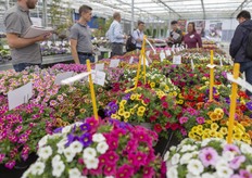 Visitors checking out the varieties of Westhoff. 